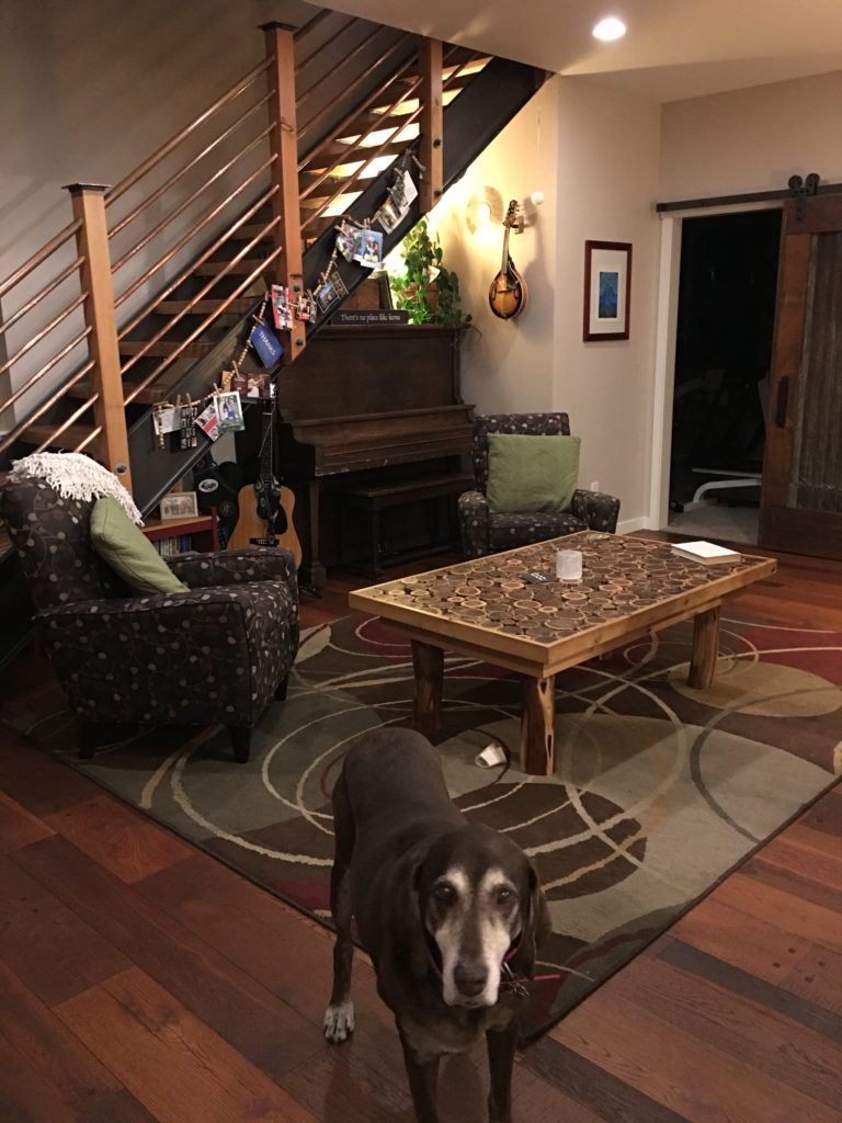 Coco enjoying the clean living room