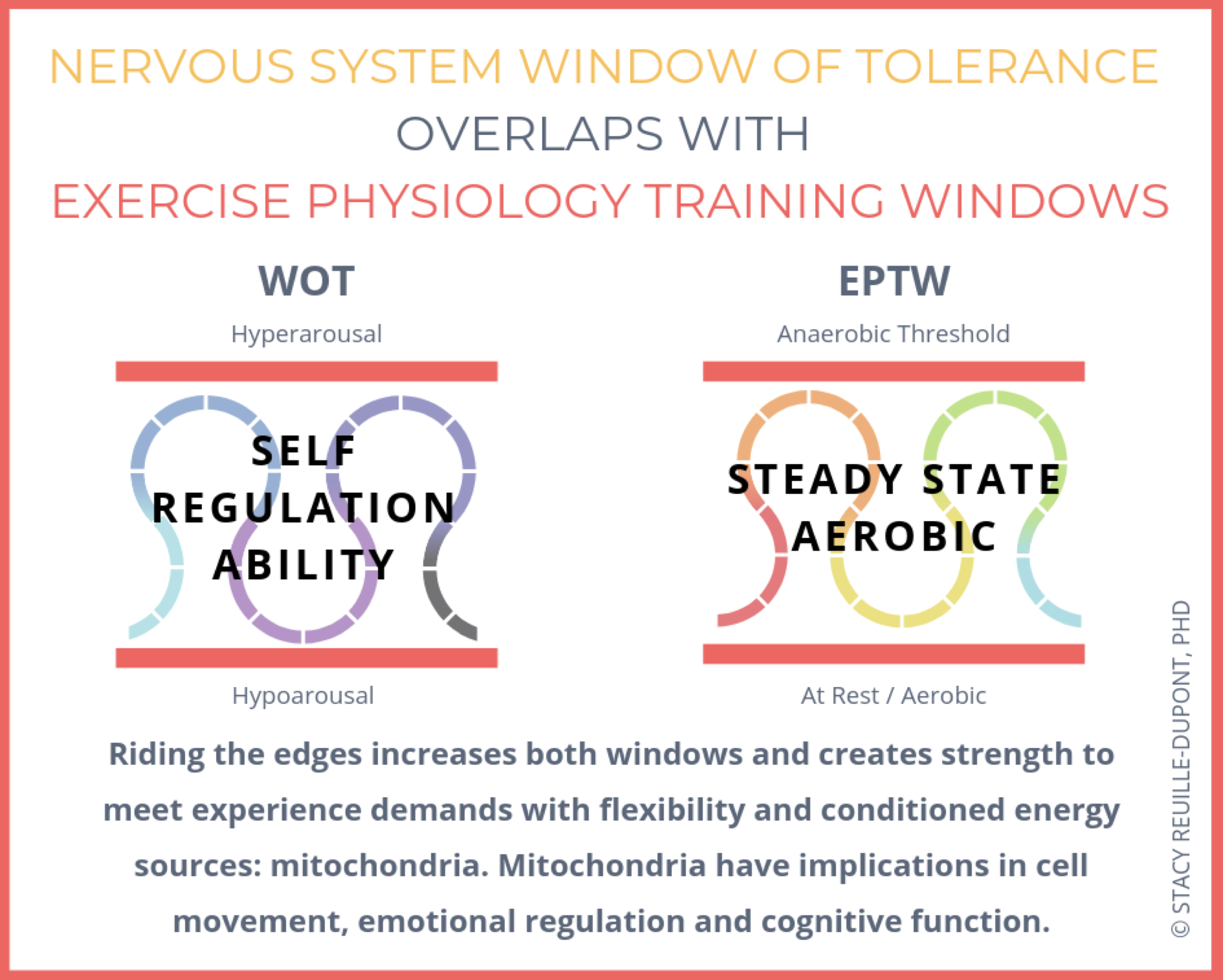 Graphic to show the overlapping nature of the nervous system and exercise training window. 