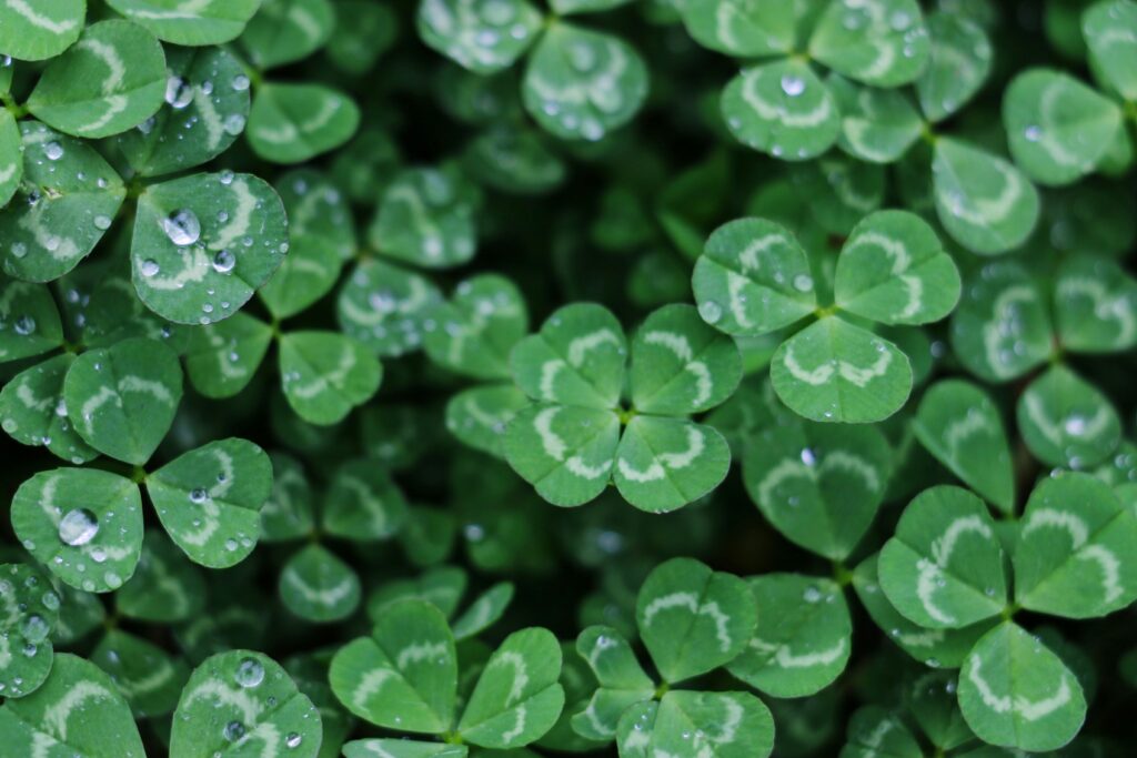 Up close clover leaves. Luck and psychology, resilience, and the power of perception. Explore the intersection of luck and psychology for enhanced mind-body wellness. Discover how perception shapes your psychology and whole-body health.